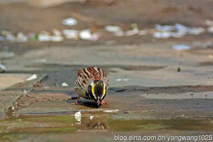 雄性黄喉鹀(6) 雄性黄喉鹀(6)