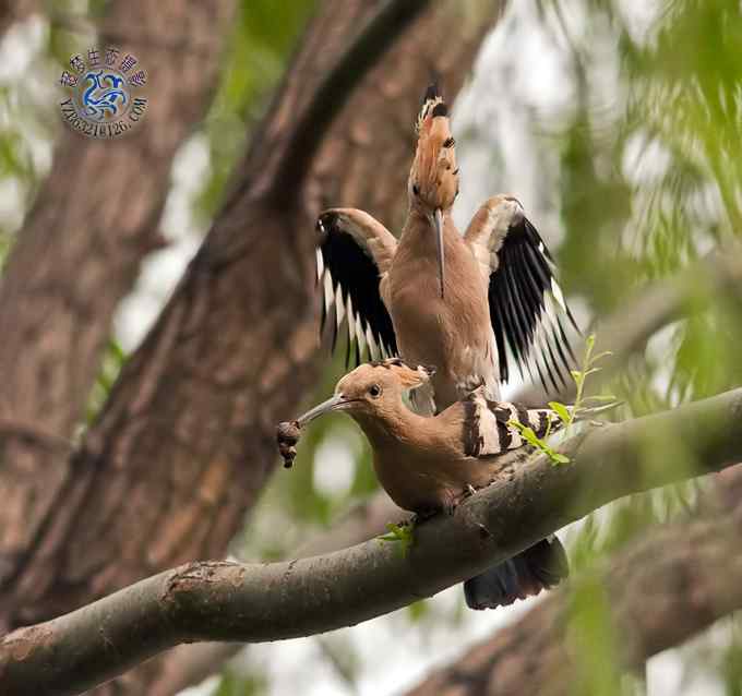 首次拍到戴胜奇观（组图，20张图片）