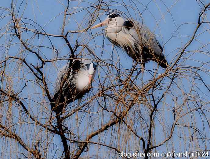 苍鹭.枝条后面一对对