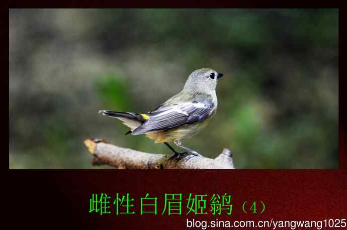 北京天坛公园的鸟类——雌性白眉姬鹟(4)