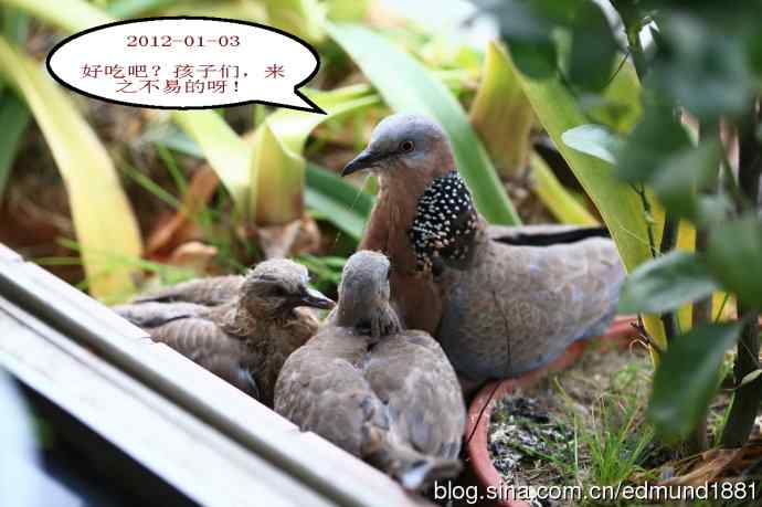 珠颈斑鸠育儿记