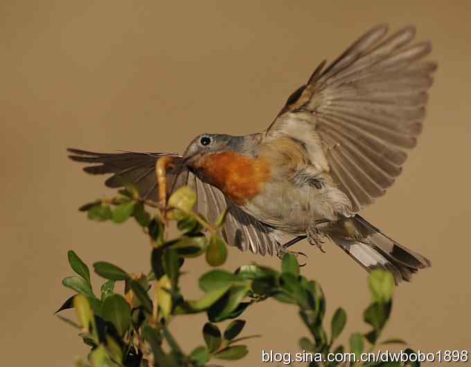 红胸姬鹟温暖的冬日