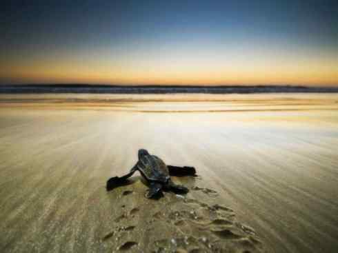 自然奇观：动物大迁徙(棱皮龟类)