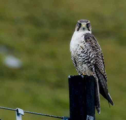 家禽驯化之源之六