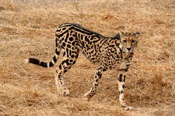 不同寻常的猎豹  王猎豹