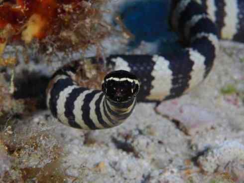 龙:传说的兽原型探秘(海蛇类) 龙:传说的兽原型探秘(海蛇类)