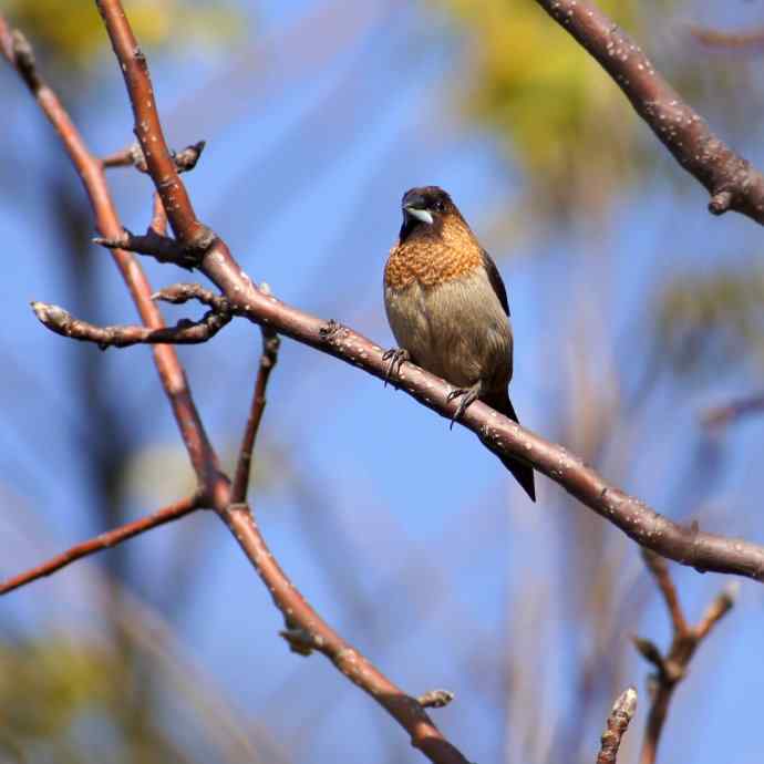 拍鸟黄金季节时