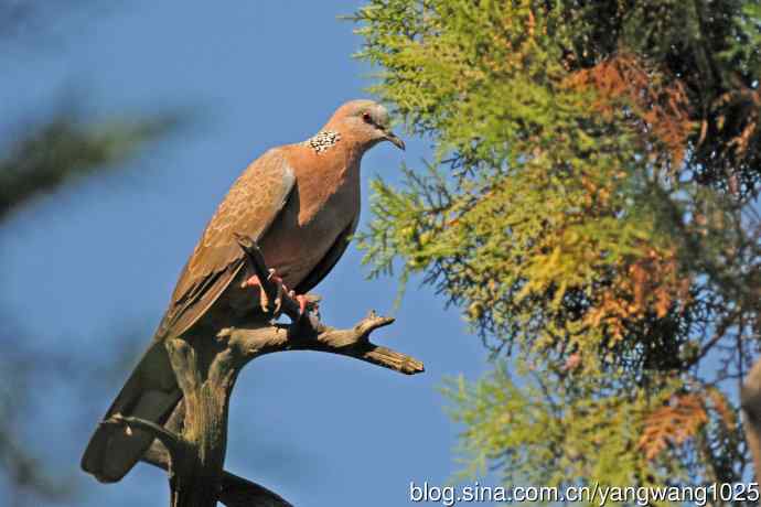 珠颈斑鸠（随拍）
