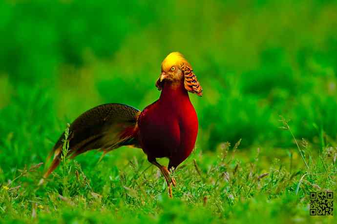 四月拍的红腹锦鸡