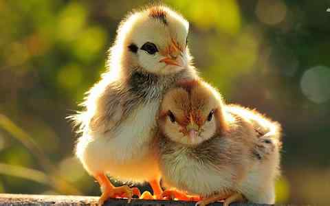 关于动物权利的立法探讨