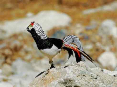 家禽驯化之源之八