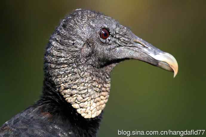 鸟雀肖像：黑美洲鹫（2）