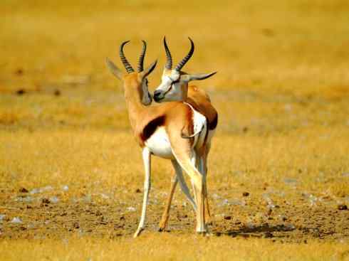 麒麟：传说的兽原型探秘（狷羚）