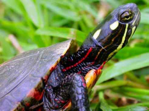 玄武：传说的兽原型探秘（水龟）