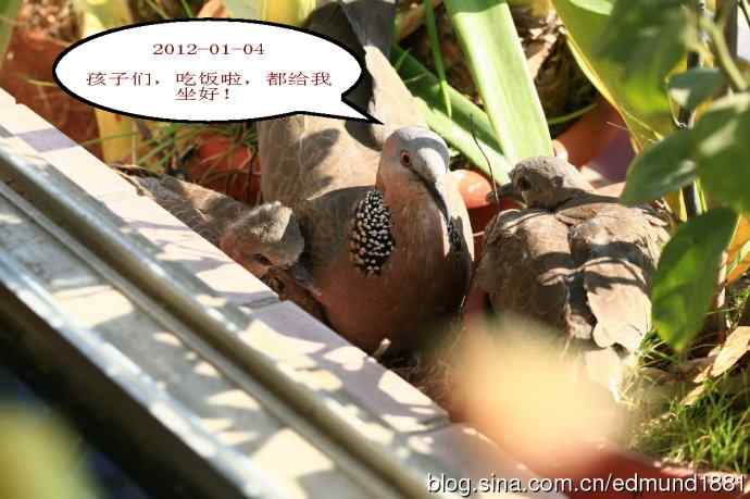 珠颈斑鸠育儿记