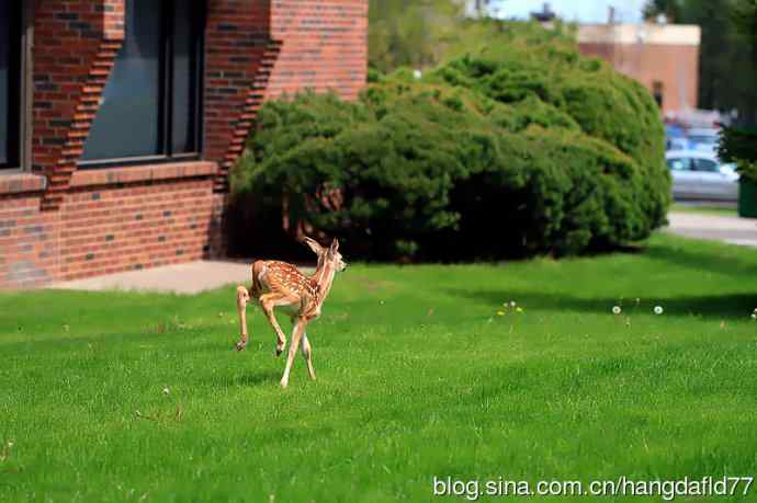 误入校园的小鹿