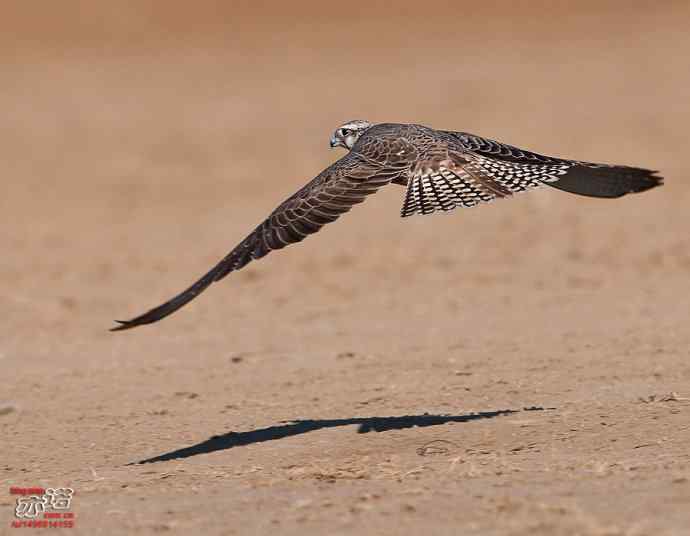 官厅水库&nbsp;wbr路&nbsp;wbr威武的猎隼
