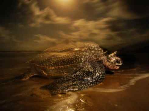 自然奇观：动物大迁徙(棱皮龟类)