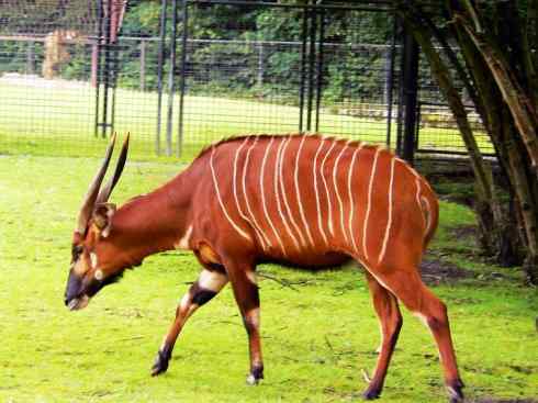 麒麟：传说的兽原型探秘（紫羚）