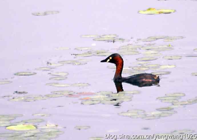 早餐 wbr鈥斺斝t捕鱼纪实 早餐 wbr鈥斺斝t捕鱼纪实