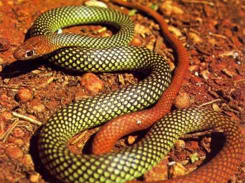 龙：传说的兽原型探秘（澳洲眼睛蛇类）