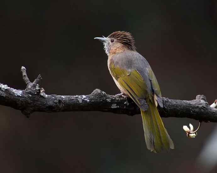 四川西昌鸟类摄影——满嘴花粉的绿翅短脚鹎
