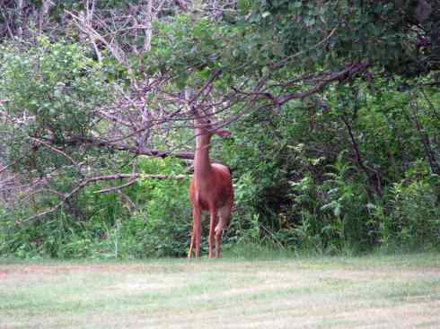 白尾红鹿 白尾红鹿