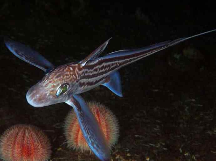 鱼类活化石：银鲛