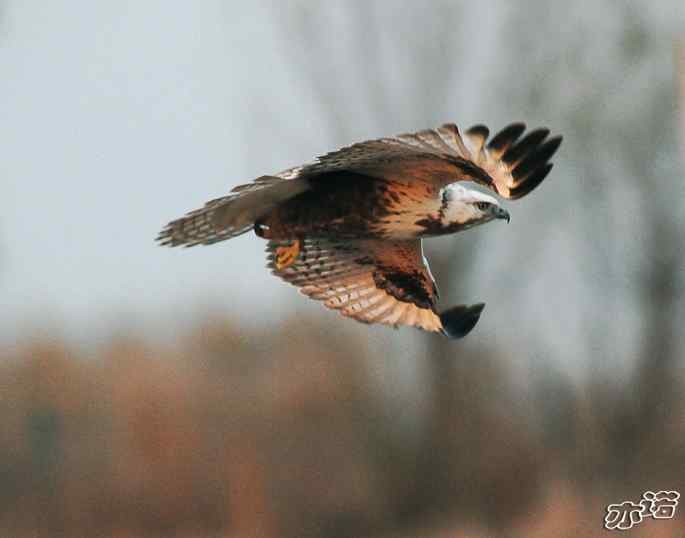 官厅水库 wbr路 wbr四种猛禽 官厅水库 wbr路 wbr四种猛禽