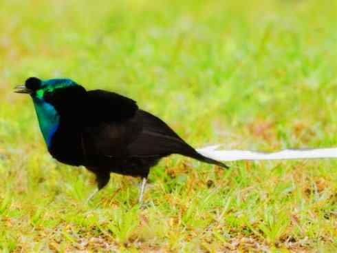 美丽无罪：雀鸟之极乐鸟