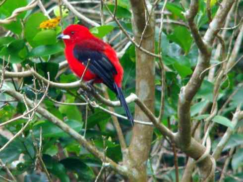 极品红色鸟类：巴西仲嘴雀