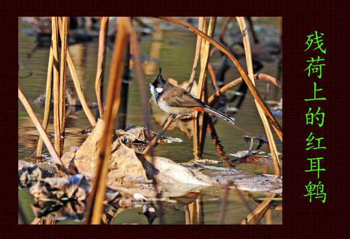 北京动物园的鸟类——残荷上的红耳鹎