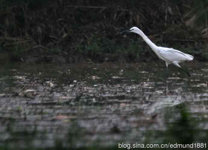 杭州西溪湿地拍菜鸟