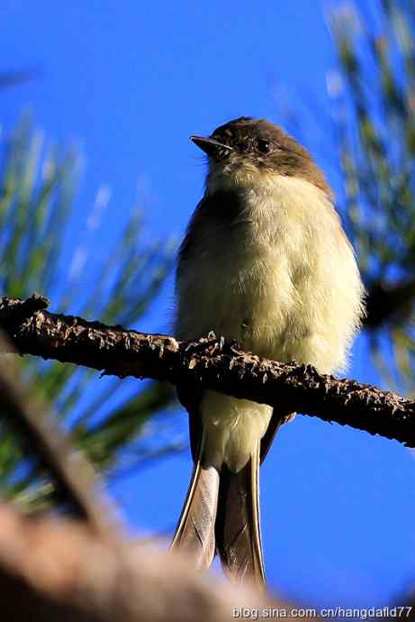 美国鸟类摄影——东菲比霸鹟(2)