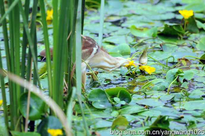 捕鱼的黄苇鳽（记实）4