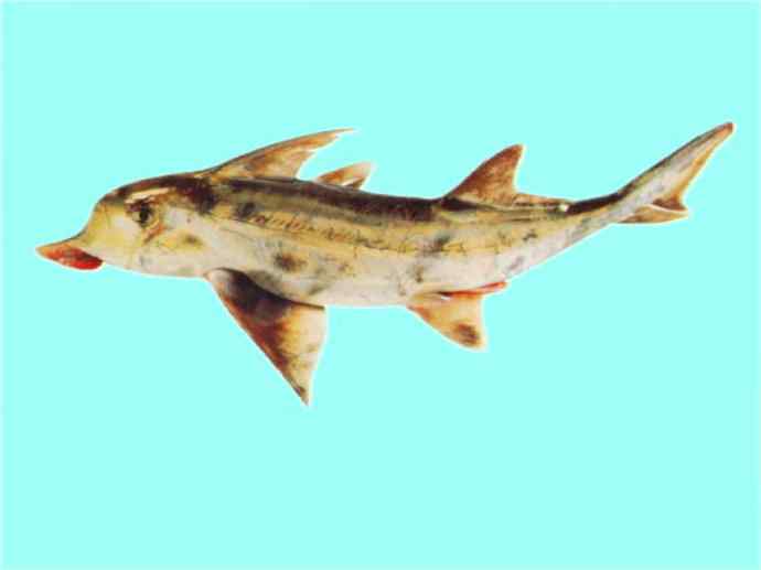 鱼类活化石：叶吻银鲛