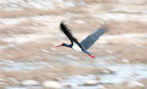 五百分之八的黑鹳