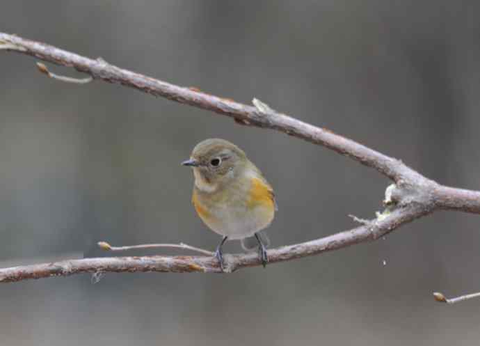 雌性红胁蓝尾鸲（14）