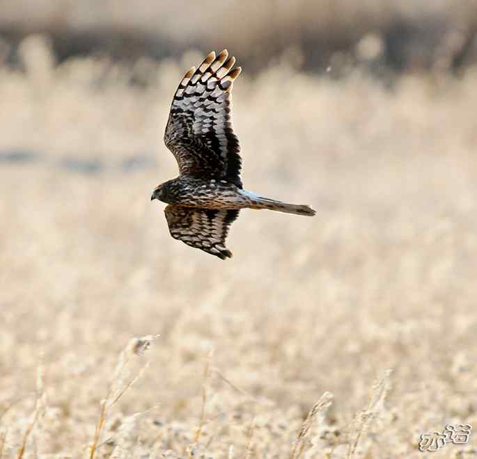 官厅水库 wbr路 wbr四种猛禽 官厅水库 wbr路 wbr四种猛禽