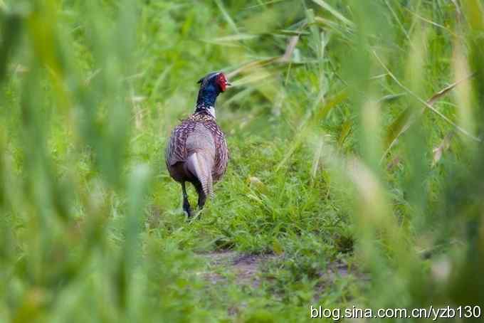 闲庭信步环颈稚（组图，21张图片）