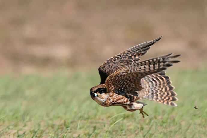 野鸭湖雌雄灰背隼