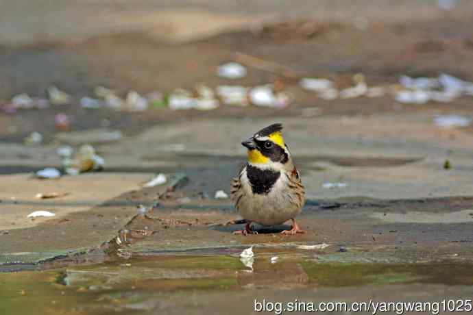雄性黄喉鹀(6) 雄性黄喉鹀(6)