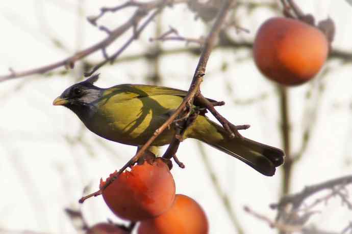 凤头雀嘴鹎吃红柿子