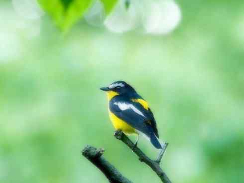 美丽无罪:雀鸟之姬鹟 美丽无罪:雀鸟之姬鹟