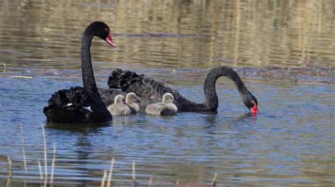 圆明园黑天鹅和她新出生的小宝宝