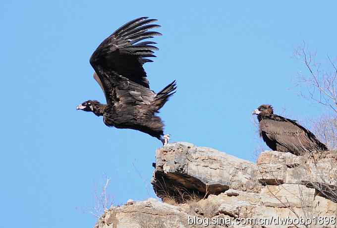 走近秃鹫：一段撼人心魄的拍摄经历