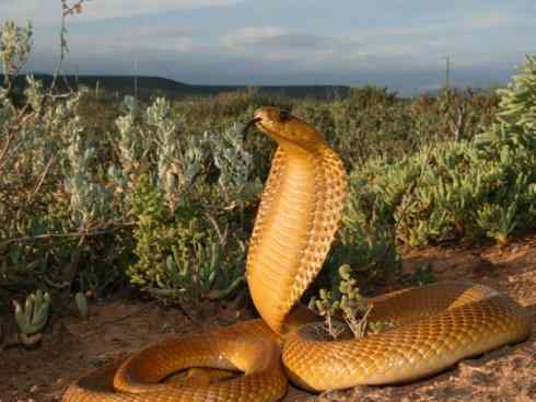 龙:传说的兽原型探秘(眼睛蛇类) 龙:传说的兽原型探秘(眼睛蛇类)