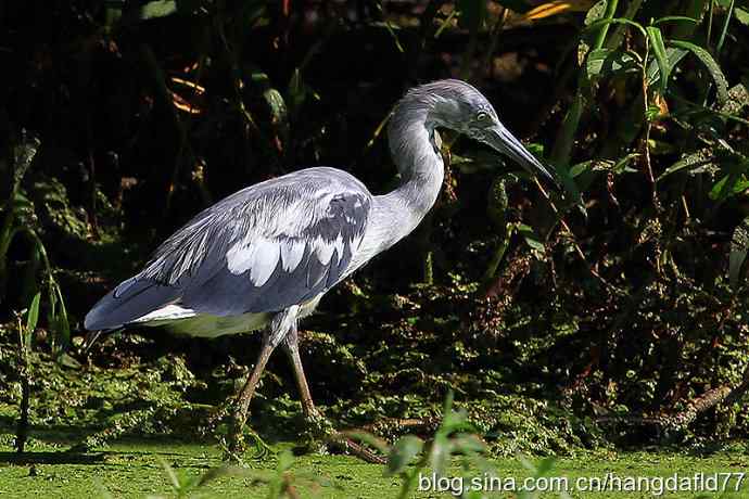 未成年的大蓝鹭