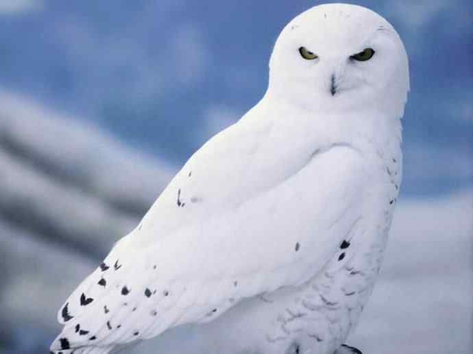 犬科：狐亚科之北极狐（雪鸮、雷鸟）