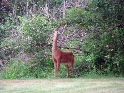 白尾红鹿 白尾红鹿